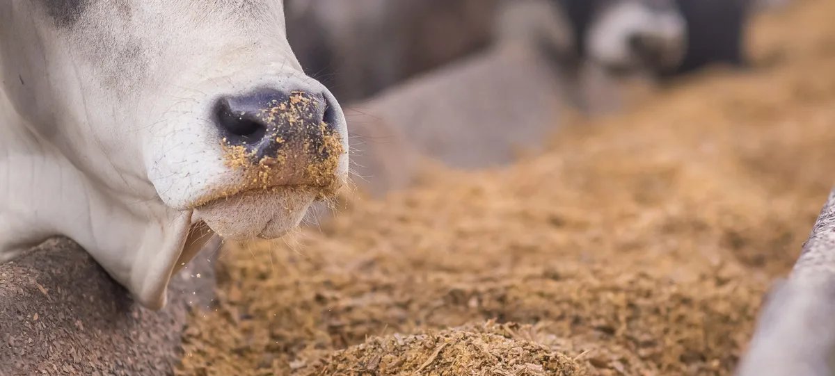 ONG vê desperdício em grãos destinados à ração animal e projeta alimentar mais 2 bilhões de pessoas - Imagem do artigo