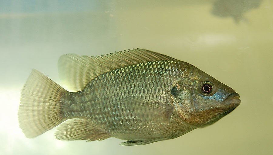 Sistema de bioflocos reduz consumo de água e retém mais nutrientes na criação de tilápia - Imagem do artigo