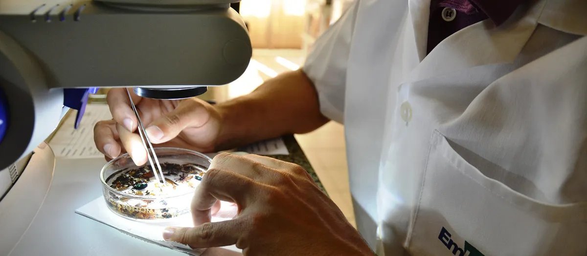 Governo libera crédito extra de R$ 2,5 milhões para pesquisas da Embrapa - Imagem do artigo