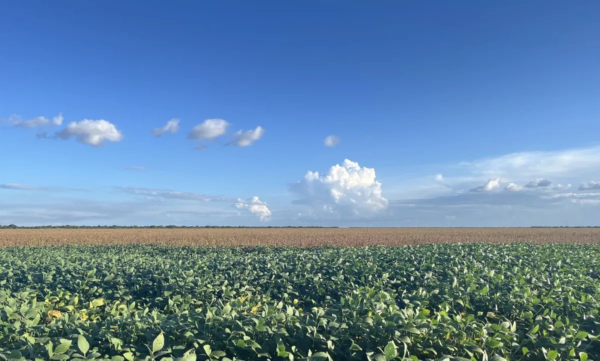 Oeste da Bahia pode atrair R$ 1 bilhão em créditos de carbono florestal, aponta Ministério do Meio Ambiente - Imagem do artigo