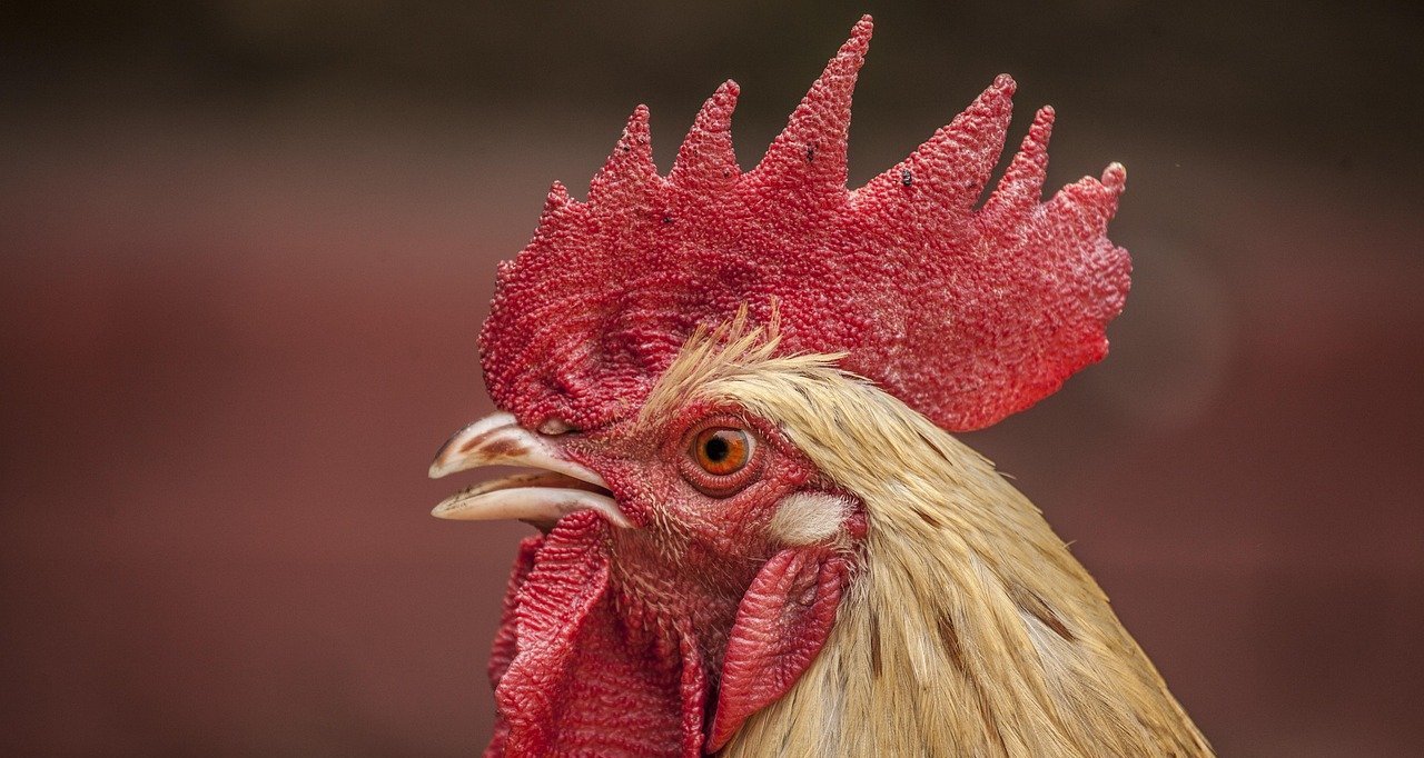 Cinco ações práticas para tornar a produção de frango mais sustentável e rentável - Imagem do artigo