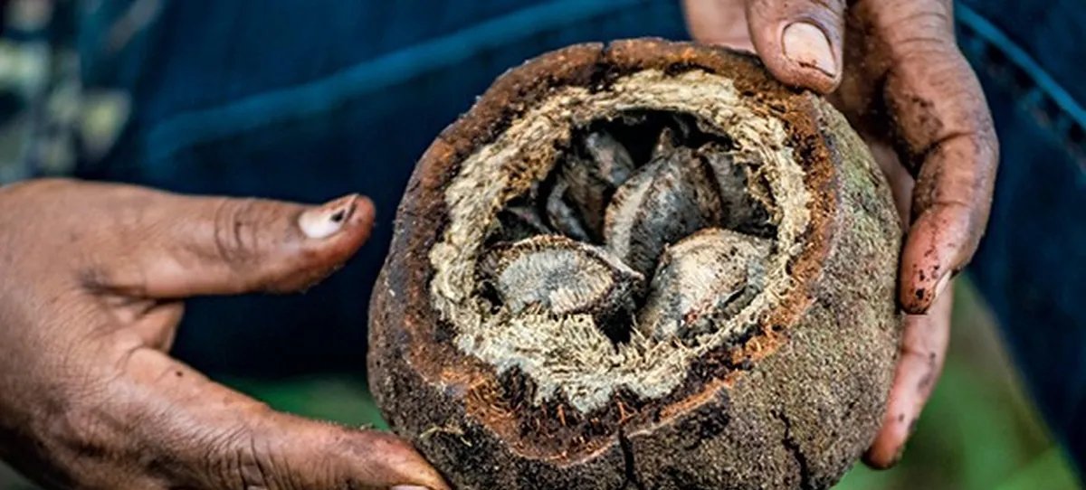 CMN ajusta exigências ambientais para concessão de crédito rural a povos tradicionais - Imagem do artigo