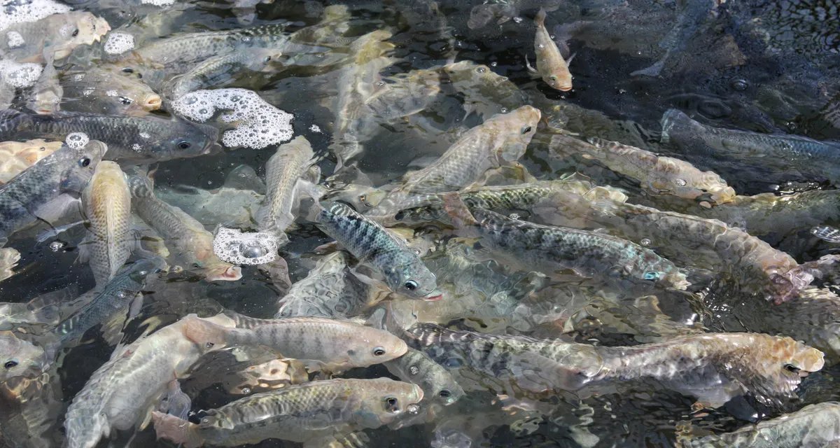 Pesca questiona Meio Ambiente sobre inclusão de tilápia em lista de espécies invasoras - Imagem do artigo