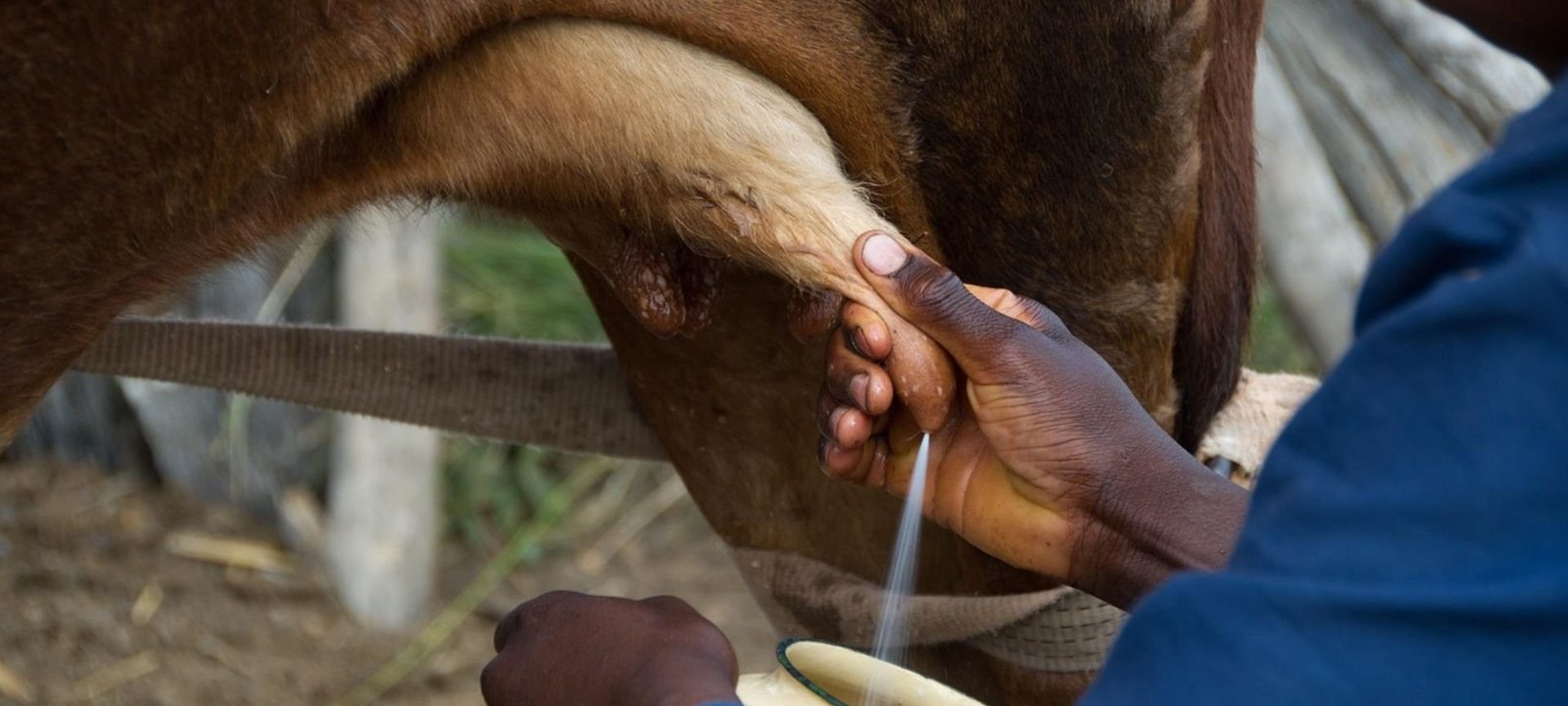 Produtores de leite enfrentam preços abaixo do custo e pressionam governo por medidas de defesa - Imagem do artigo original