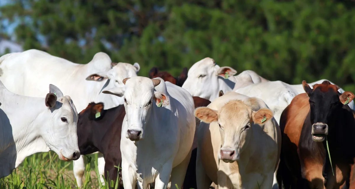 Preço do boi gordo alcança R$ 312 por arroba em São Paulo após encurtamento das escalas - Imagem do artigo