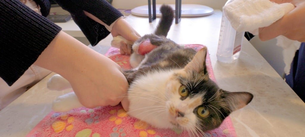 Pesquisadores da UEPG criam gel cicatrizante a partir de colágeno de tilápia - Imagem do artigo original