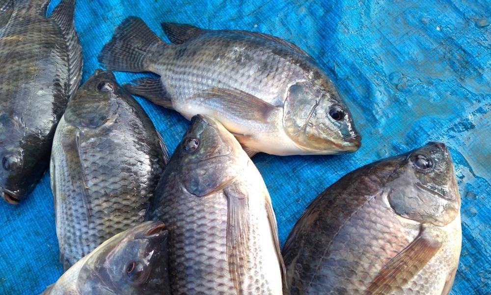 Cursos fortalecem piscicultura e beneficiamento de pescado em Portel (PA) - Imagem do artigo
