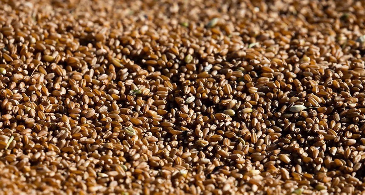 Trigo e soja avançam na Bolsa de Chicago; milho recua na sessão desta segunda - Imagem do artigo