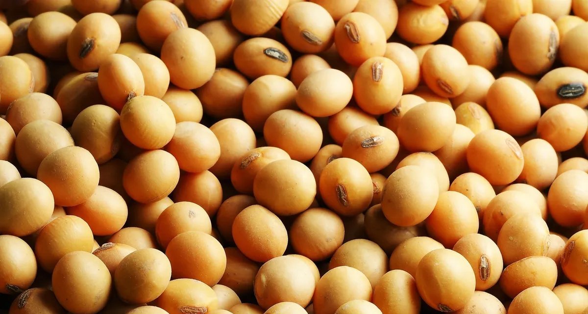 Queda de soja e milho marca abertura em Chicago, enquanto trigo sobe - Imagem do artigo