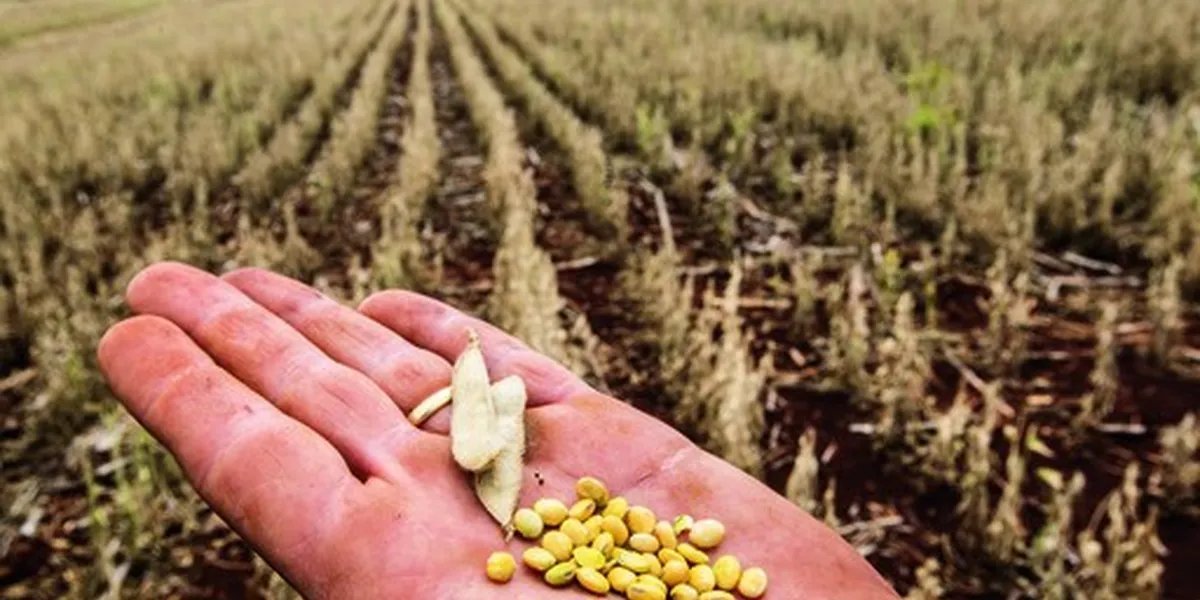 Recuo de 2,7% no seguro rural é projetado para 2025, com expectativa de recuperação em 2026, aponta CNseg - Imagem do artigo