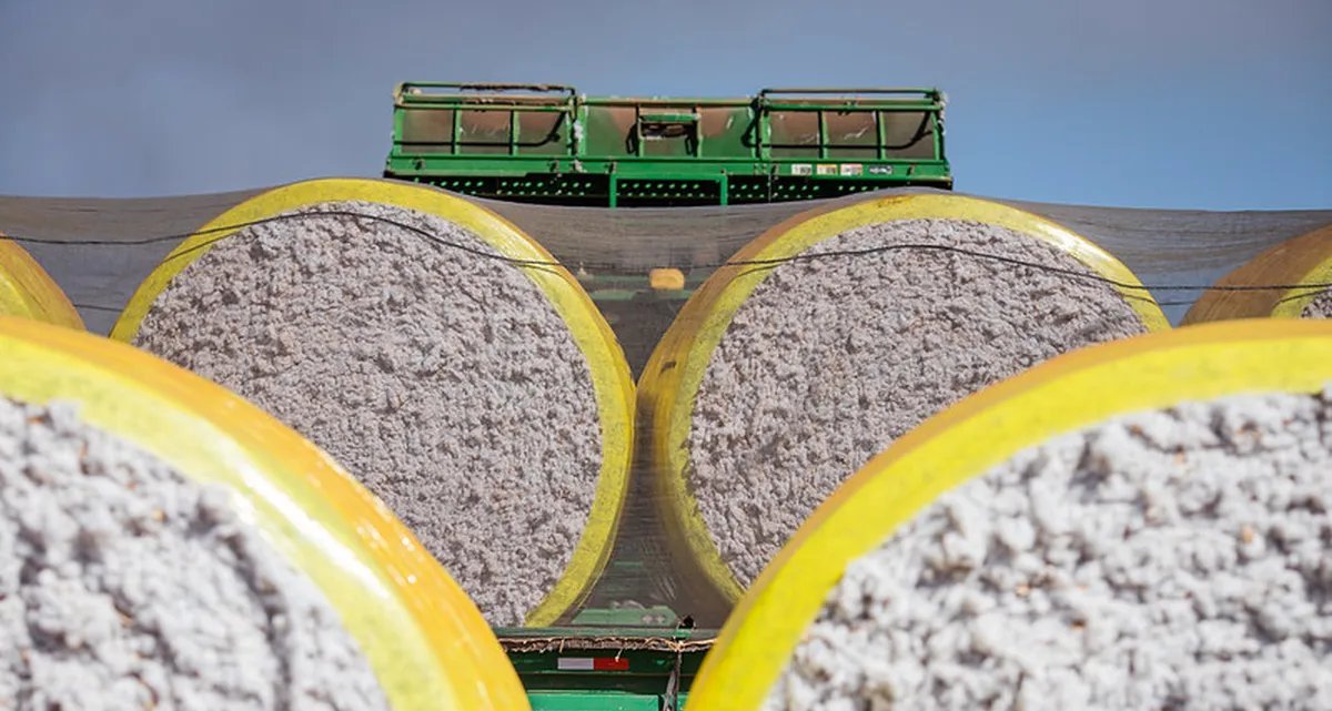 Preço do algodão atinge menor patamar em 16 anos no Brasil, aponta Cepea - Imagem do artigo