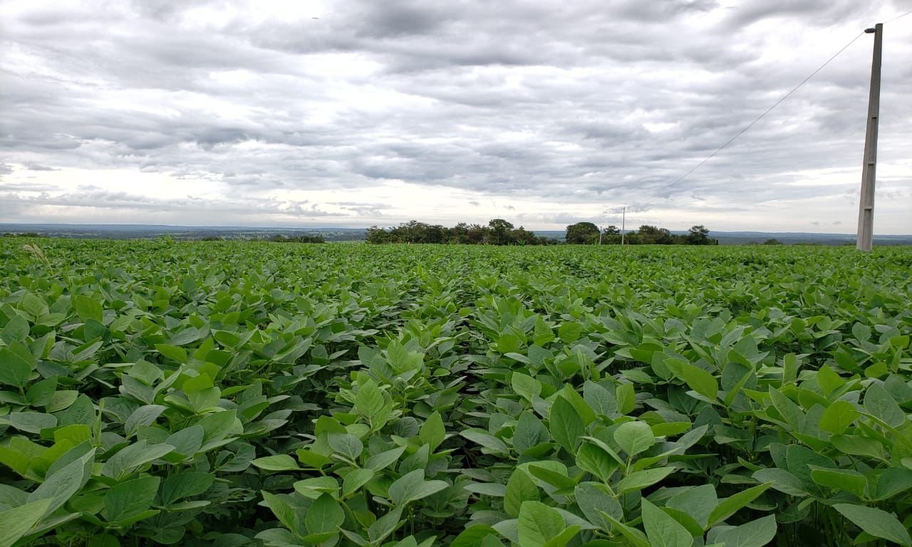 Abiove solicita ao STF suspensão de processos que contestam a Moratória da Soja - Imagem do artigo