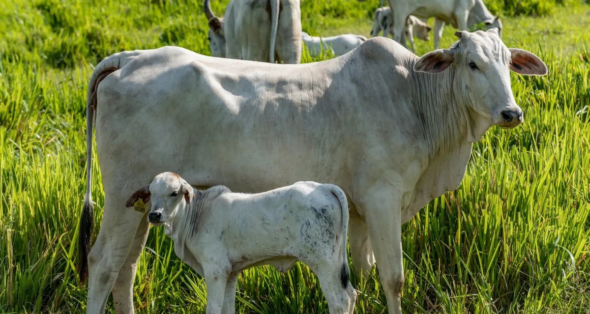 Oferta restrita impulsiona preço do boi gordo em São Paulo - Imagem do artigo