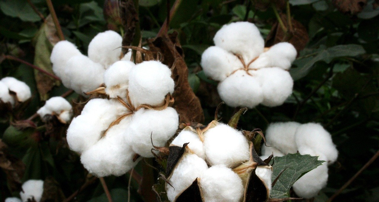 Lojas Renner levará cultivo de algodão agroflorestal brasileiro à COP30 - Imagem do artigo