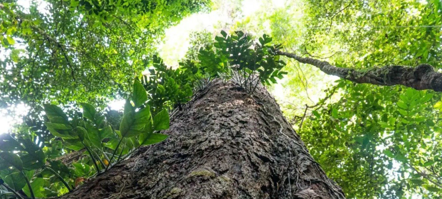 Suíça destina R$ 33 milhões ao Fundo Amazônia - Imagem do artigo