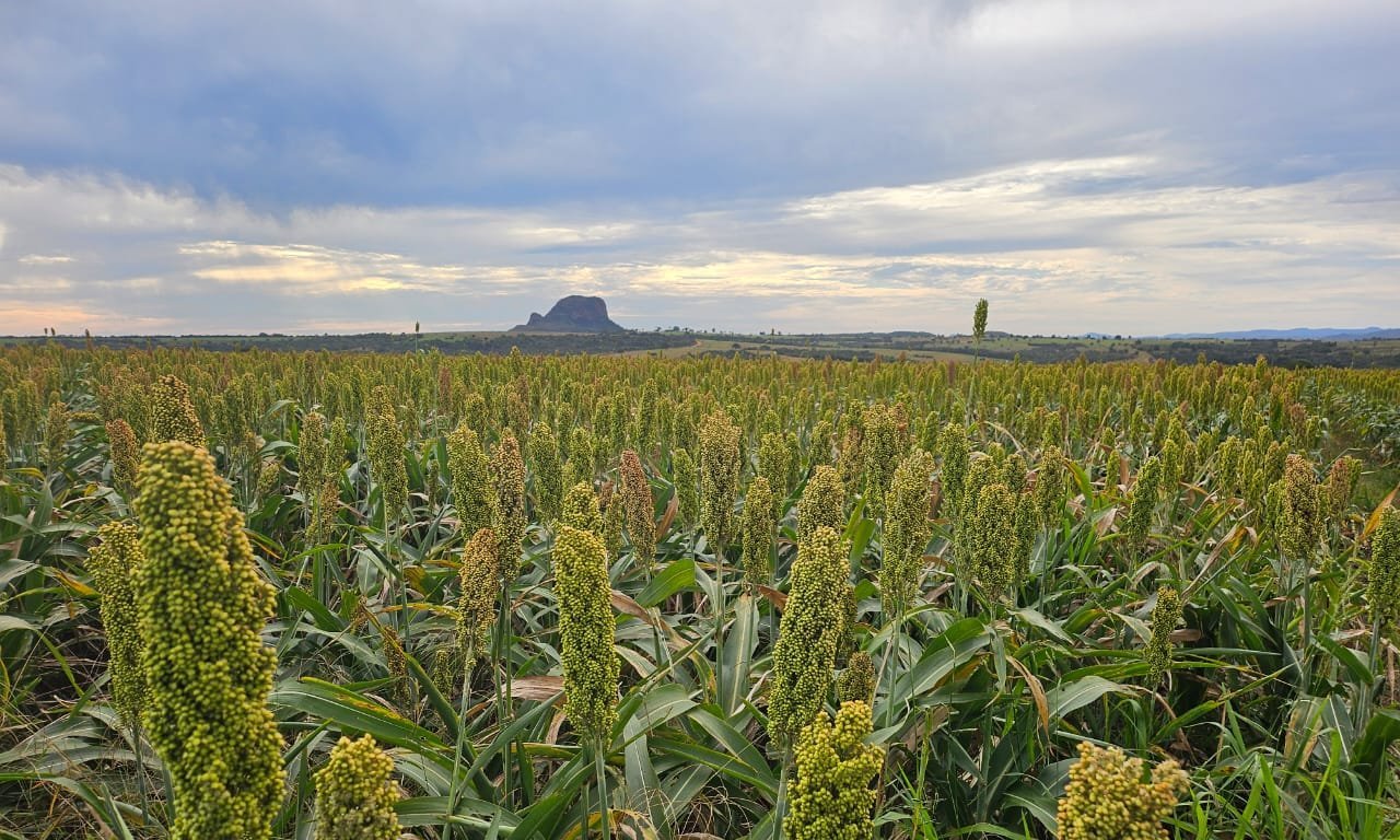 Brasil consegue aval para vender DDG e sorgo à China e abre rota para etanol de milho - Imagem do artigo