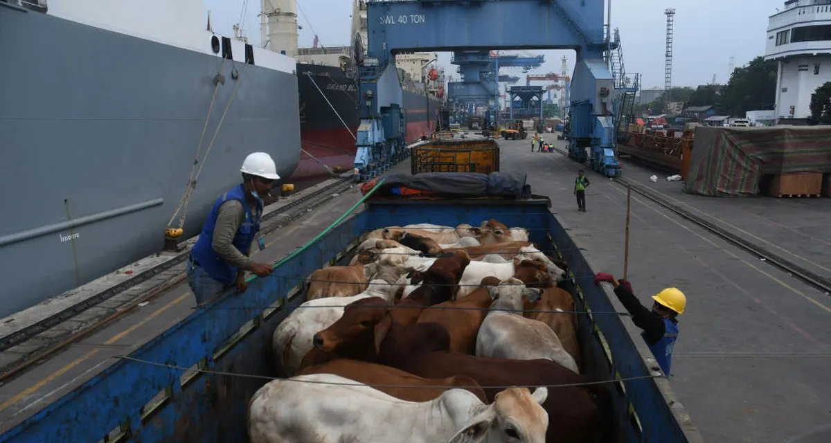 Mercado mantém arroba do boi gordo em R$ 320 e eleva preço da vaca para R$ 302 em São Paulo - Imagem do artigo