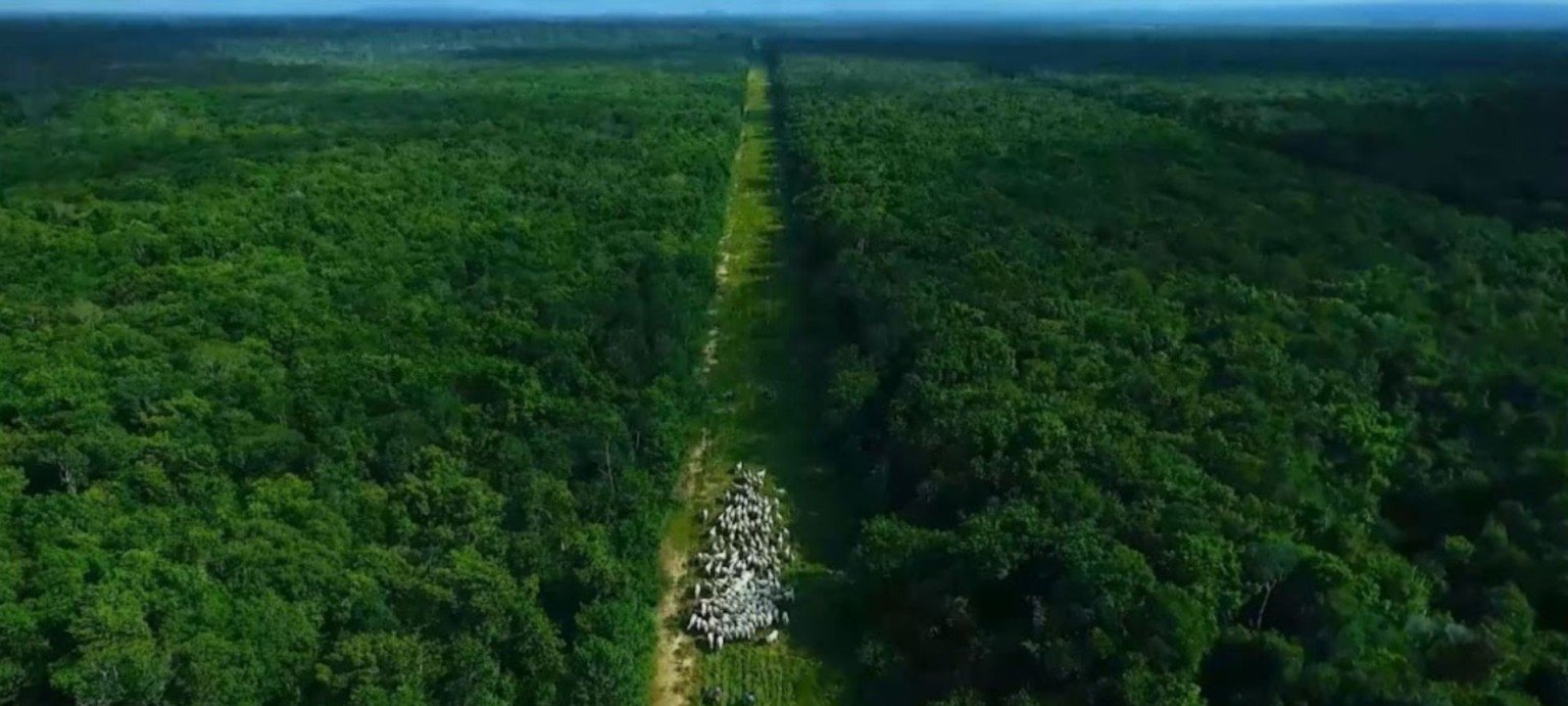 Estudo projeta corte de até 92,6% nas emissões da pecuária brasileira até 2050 - Imagem do artigo