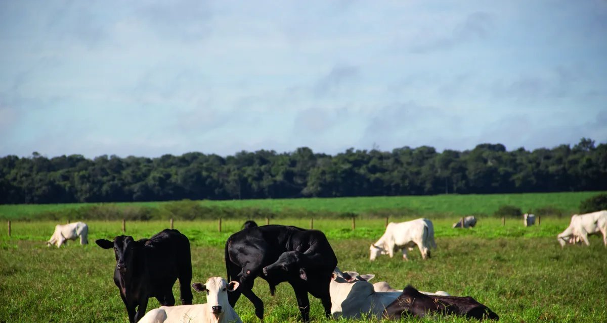 Pecuária sustentável do Pará vira vitrine na COP 30 - Imagem do artigo