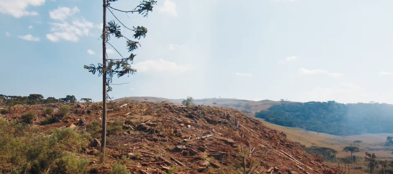 Caminho Verde Brasil destina R$ 30,2 bilhões à recuperação de áreas degradadas e desperta interesse japonês - Imagem do artigo