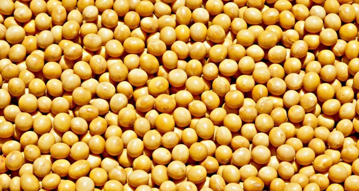 Anec aumenta previsão de exportações de soja, farelo, milho e trigo em novembro - Imagem do artigo