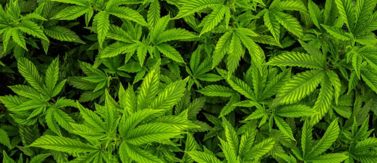 Anvisa autoriza Embrapa a iniciar pesquisas sobre cultivo de cannabis - Imagem do artigo