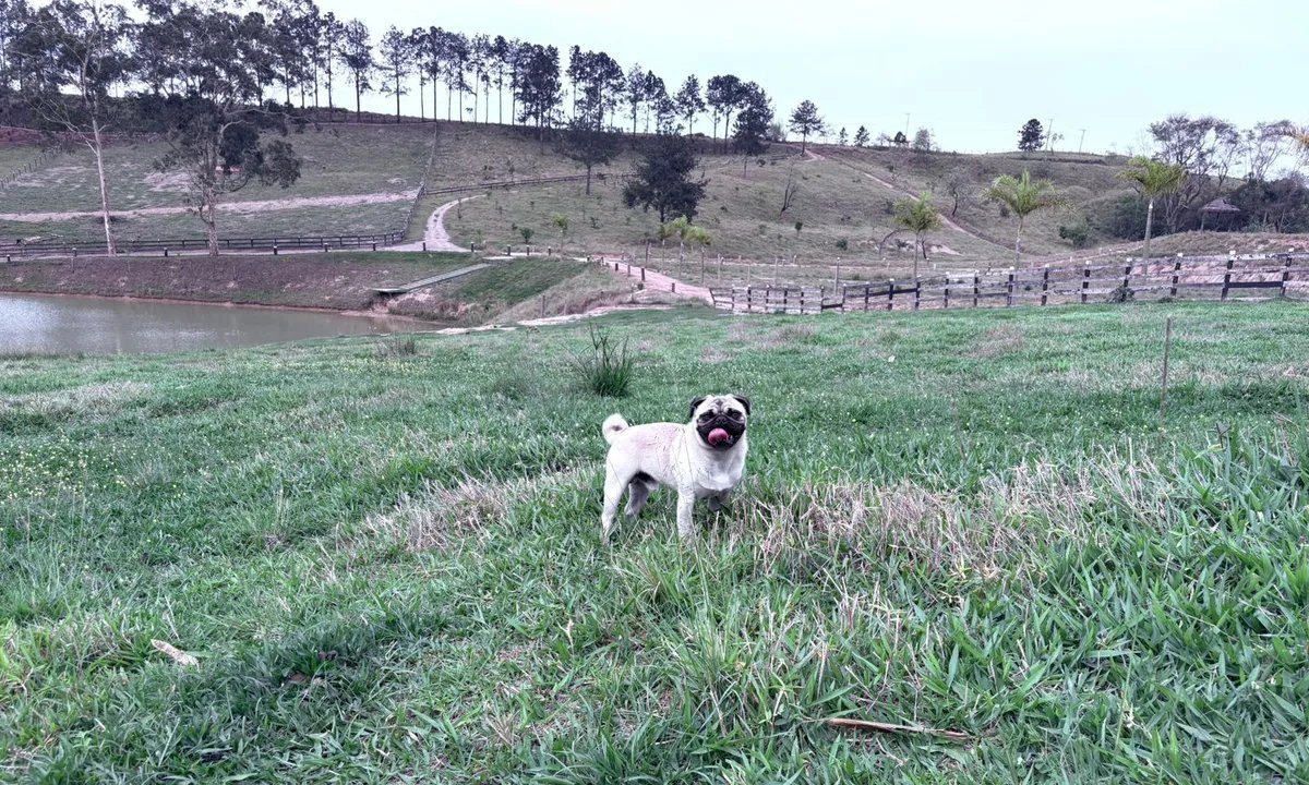 Pug assume pastoreio em rancho de Jacareí e vira atração nas redes - Imagem do artigo