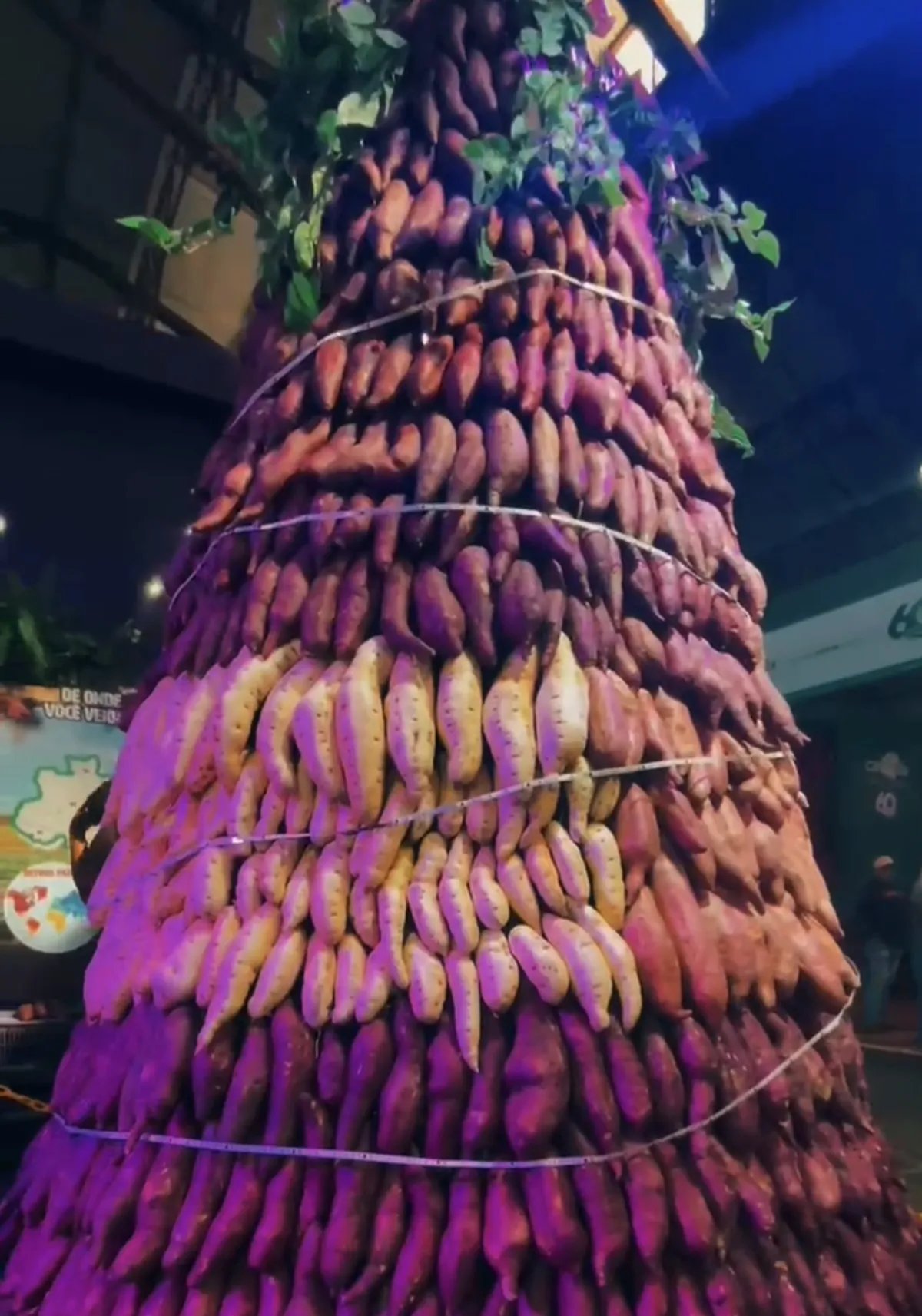 Agropecuária Vista Alegre investe R$ 12 milhões para produzir etanol e ração a partir de batata-doce em Presidente Prudente - Imagem do artigo