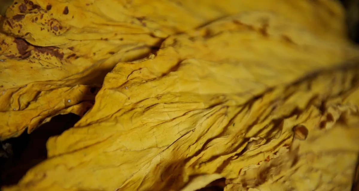 Clima reduz safra de tabaco no Sul em quase 5% para 2025/26 - Imagem do artigo