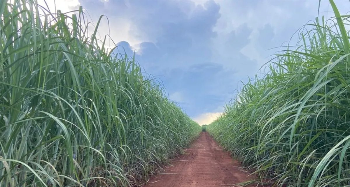 IAC apresenta duas novas variedades de cana com foco em alta produtividade e mecanização - Imagem do artigo