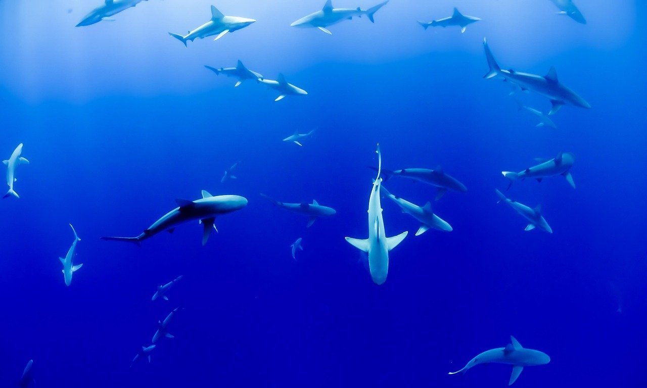 Índice de saúde do oceano brasileiro cai para 70% e recifes se aproximam de ponto irreversível - Imagem do artigo