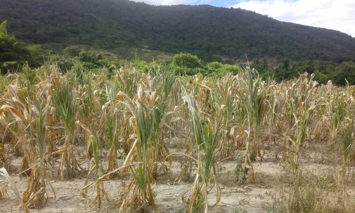 Quase 90% dos produtores rurais brasileiros temem impacto das mudanças climáticas - Imagem do artigo