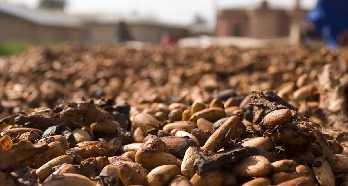 Cacau inicia pregão em Nova York com alta próxima de 5% - Imagem do artigo
