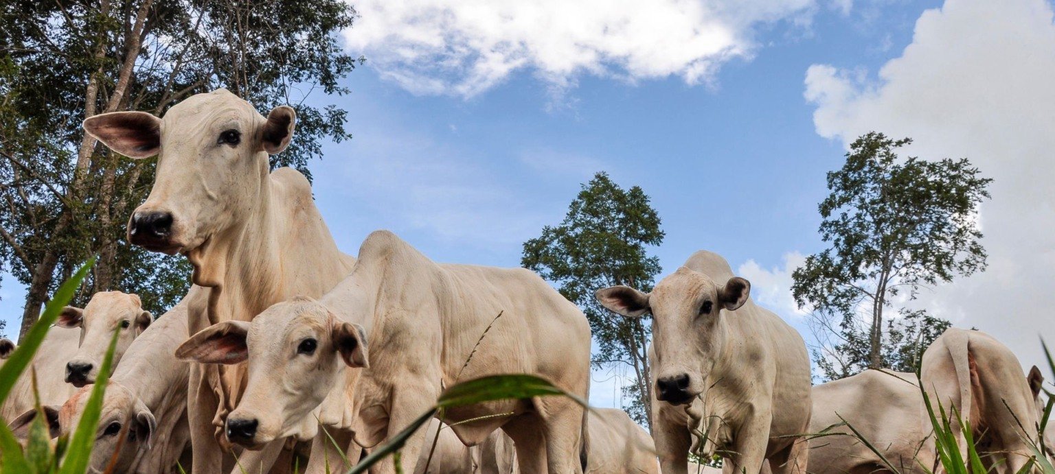 Mercado do boi gordo fecha semana estável e frigoríficos mantêm escalas confortáveis - Imagem do artigo