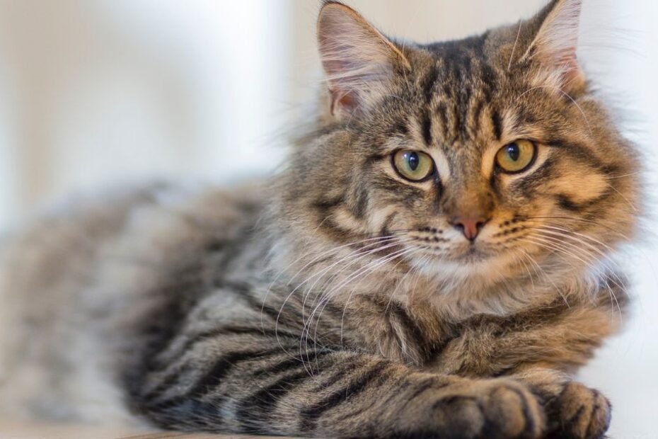 Gato em apartamento descansando em uma prateleira suspensa de madeira na parede da sala.