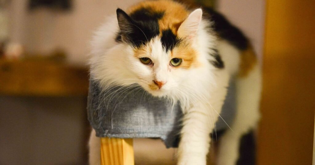 Apartamento pequeno com rotas verticais instaladas para gato em apartamento explorar as alturas com segurança.