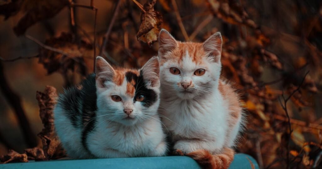 Gato em apartamento observando o movimento da rua através de uma janela com rede de proteção.