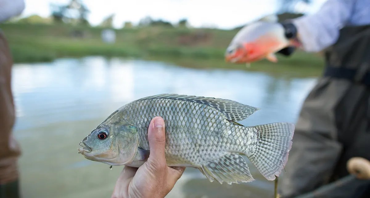 Setor aquícola aposta em rações funcionais para enfrentar aquecimento global - Imagem do artigo