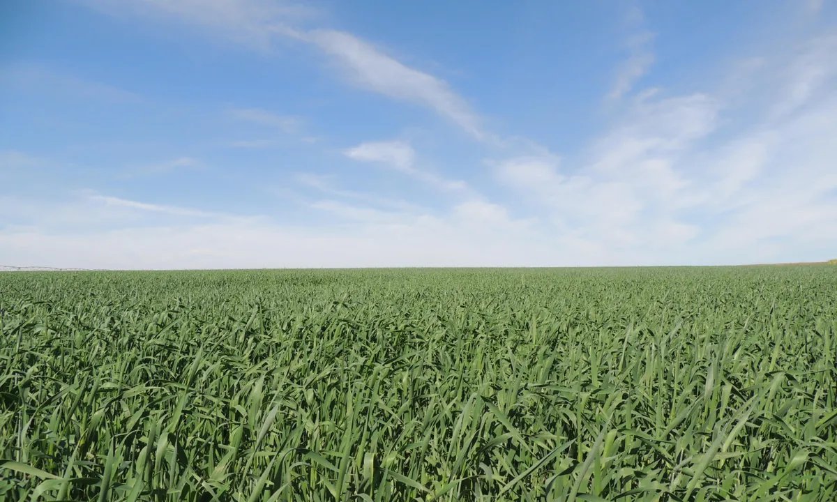 Viter inaugura armazém de 50 mil toneladas em Nobres (MT) e avança plano de R$ 330 milhões - Imagem do artigo