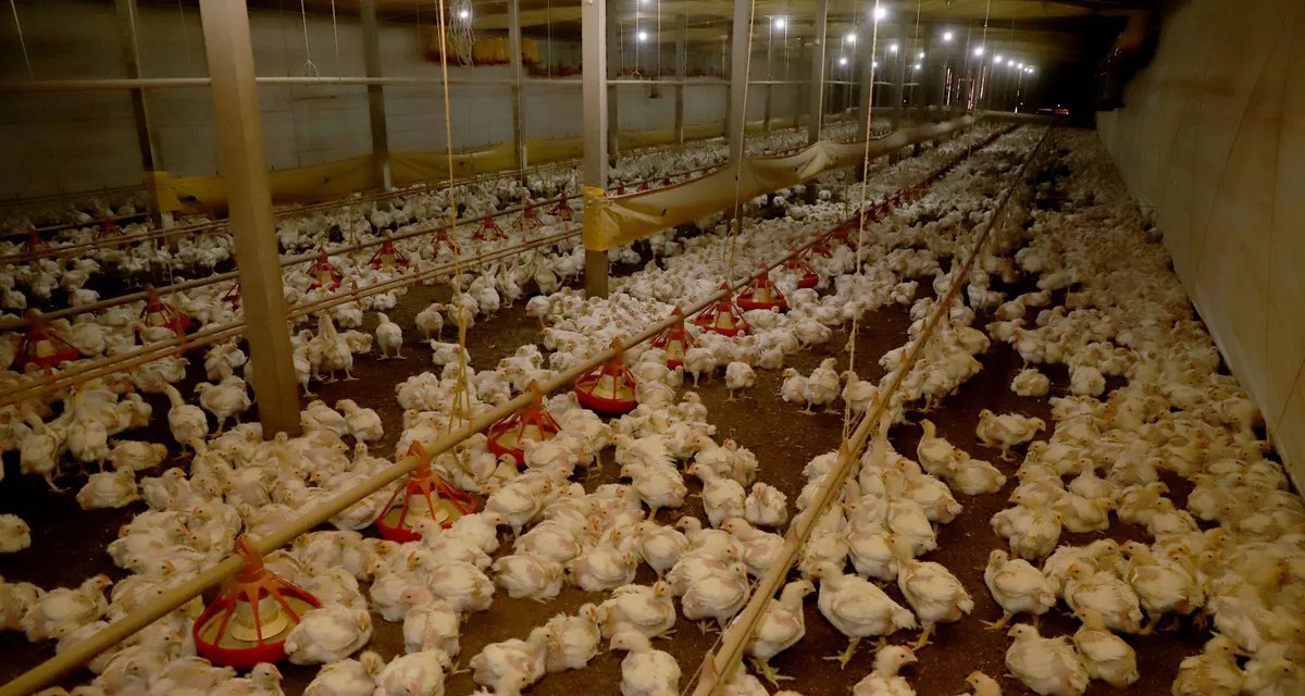 Seara investe R$ 475 milhões para expandir produção de aves no Paraná - Imagem do artigo