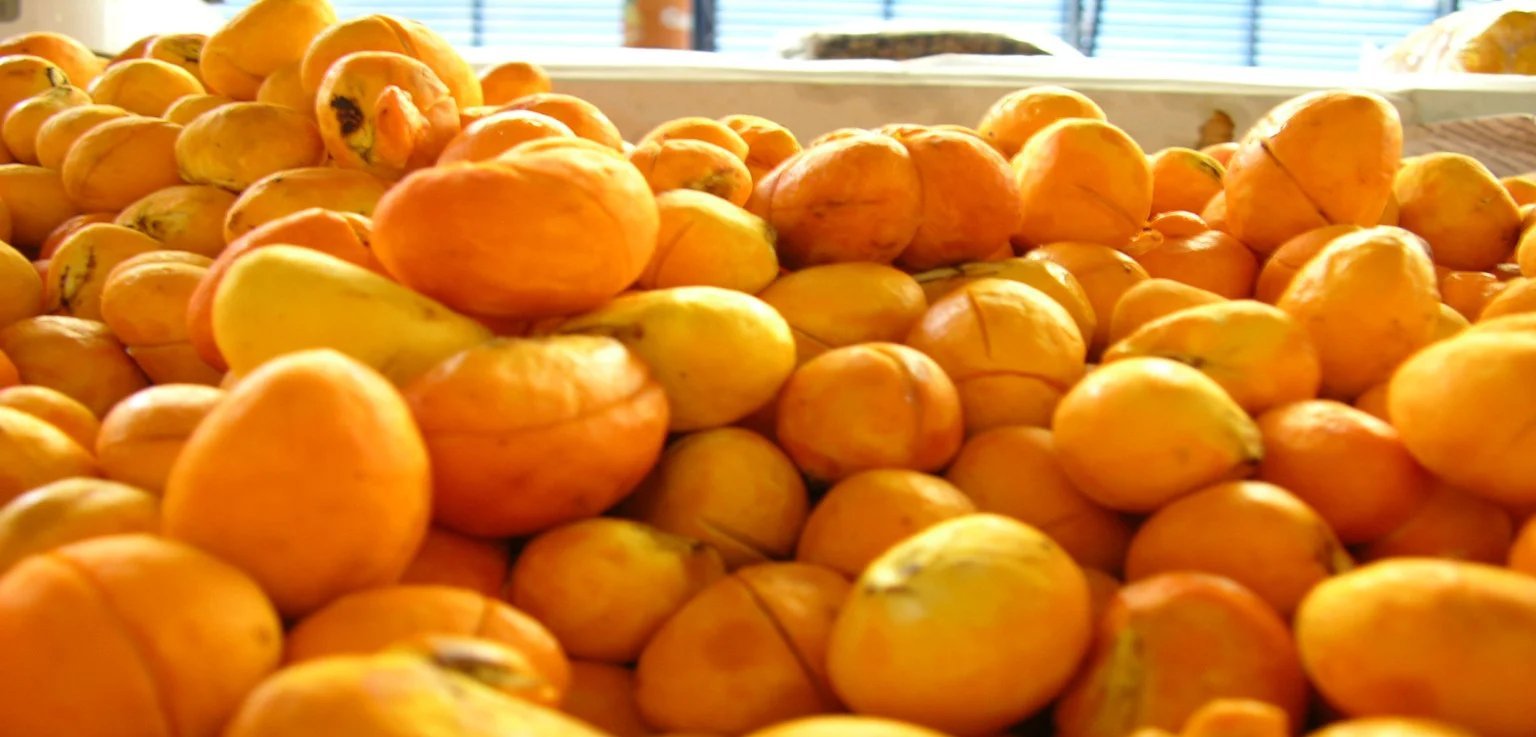 Ribeirão Cascalheira (MT) projeta safra de pequi 30% maior em 2025 - Imagem do artigo