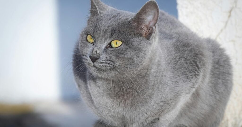 gato Chartreux com pelagem azul e olhos dourados
