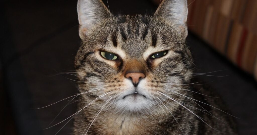 gato com ciúmes de outro gato em ambiente doméstico