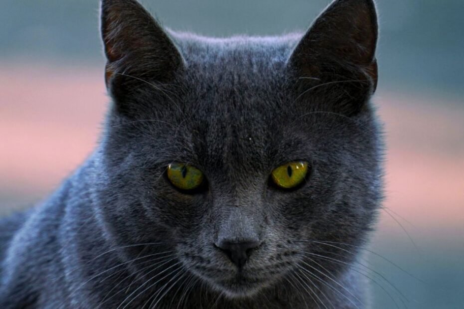 gato Chartreux adulto com porte musculoso
