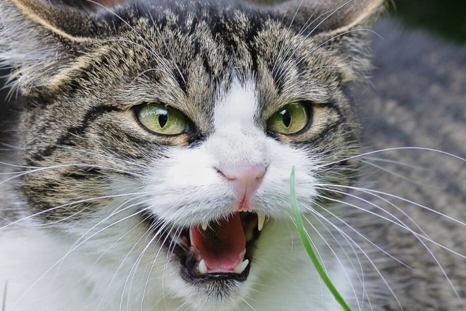 gato com ciúmes de outro gato observando à distância