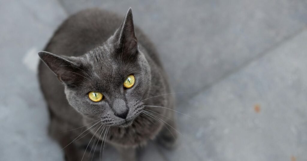 gato Chartreux descansando em ambiente doméstico
