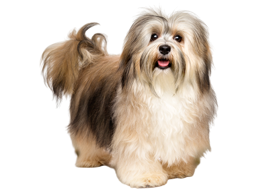 cao removebg preview