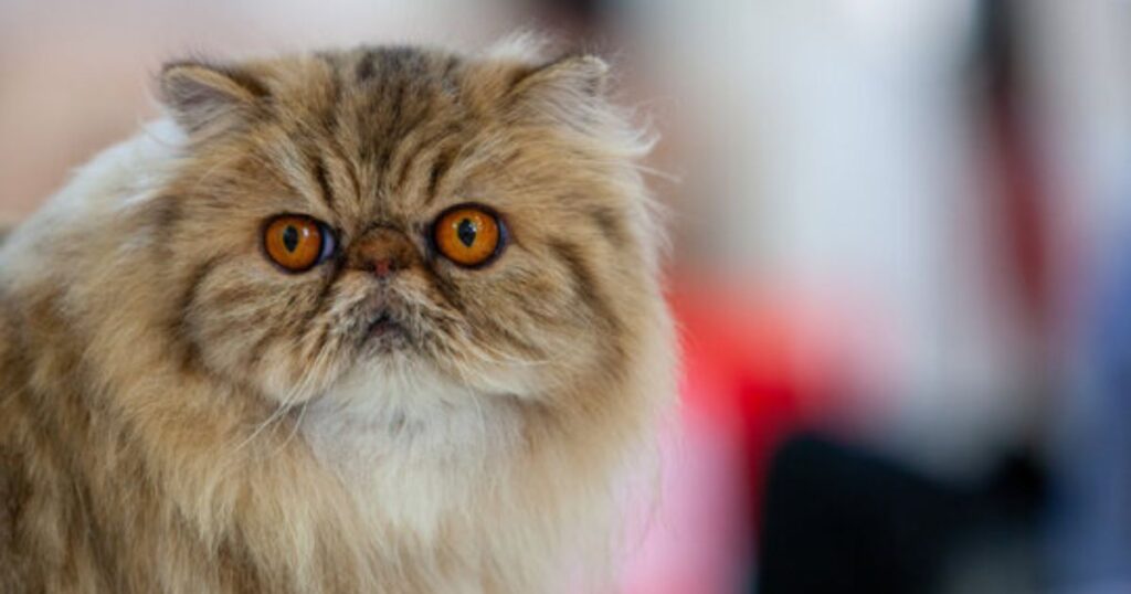 Exótico de pelo curto braquicefálico em repouso