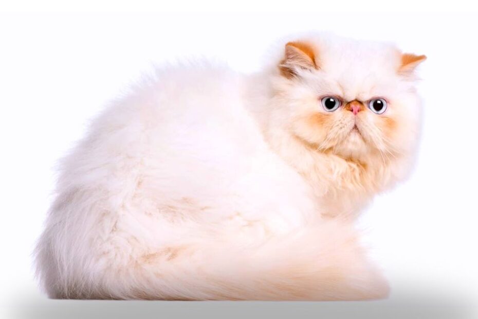 Gato himalaio com focinho curto brincando em casa