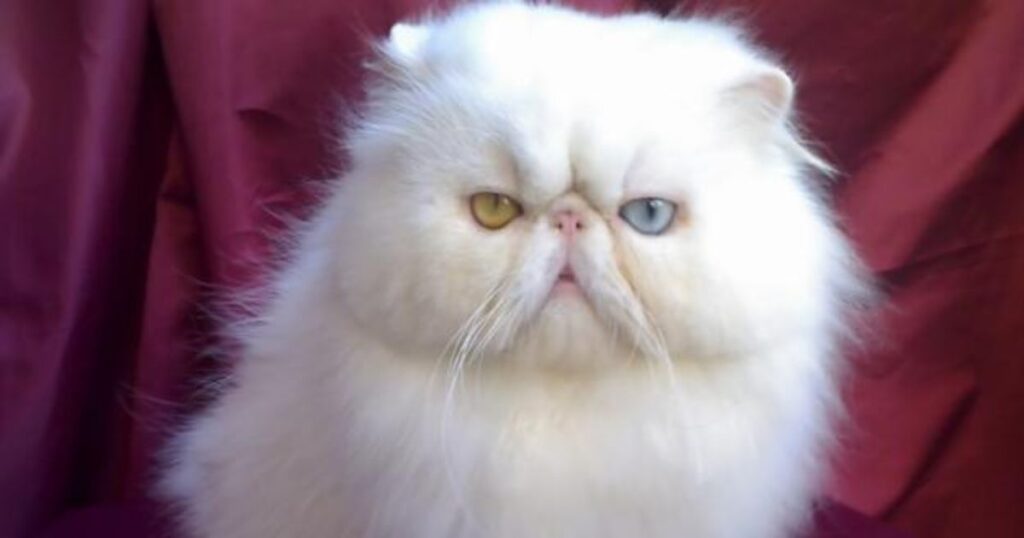 Gato persa de nariz achatado observando o ambiente